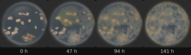 Dish 0 (r0c0) · 1,696 frames, four evenly spaced frames from first to last