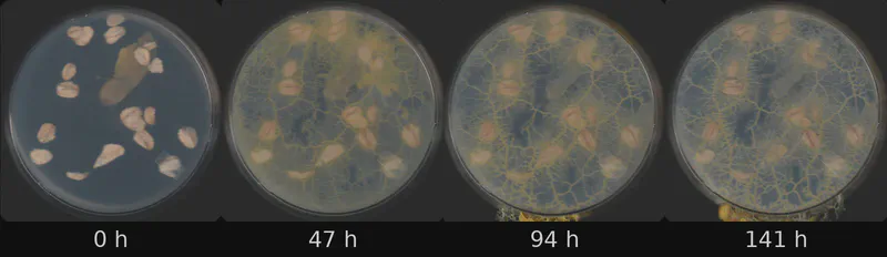Dish 1 (r0c1) · 1,696 frames, four evenly spaced frames from first to last