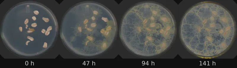 Dish 2 (r1c0) · 1,696 frames, four evenly spaced frames from first to last