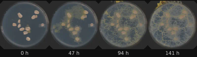 Dish 3 (r1c1) · 1,696 frames, four evenly spaced frames from first to last