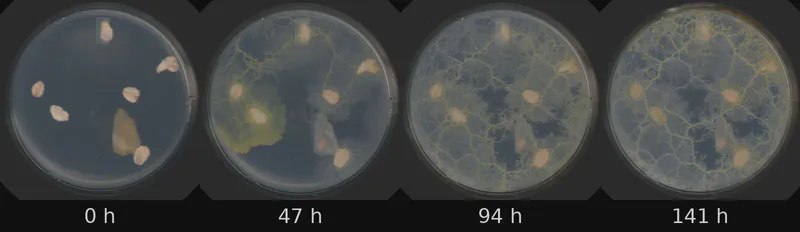 Dish 4 (r2c0) · 1,696 frames, four evenly spaced frames from first to last
