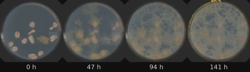 Dish 5 (r2c1) · 1,696 frames, four evenly spaced frames from first to last