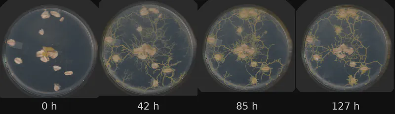 Dish 0 (r0c0) · 1,527 frames, four evenly spaced frames from first to last
