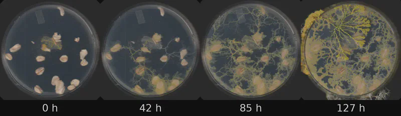 Dish 1 (r0c1) · 1,527 frames, four evenly spaced frames from first to last