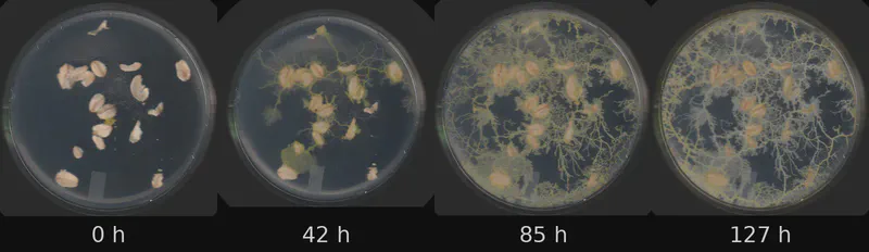Dish 2 (r1c0) · 1,527 frames, four evenly spaced frames from first to last