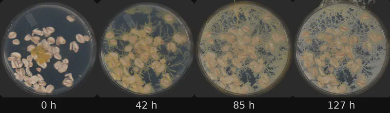 Dish 3 (r1c1) · 1,527 frames, four evenly spaced frames from first to last