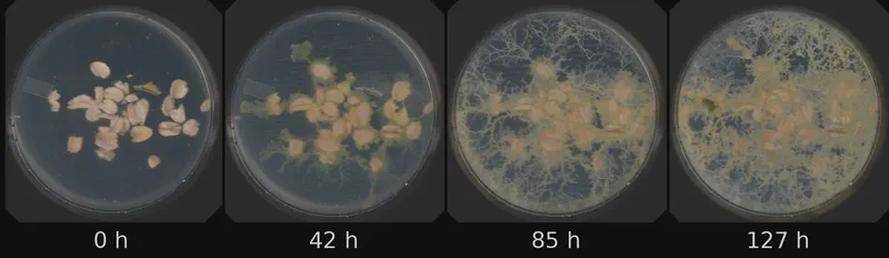 Dish 5 (r2c1) · 1,527 frames, four evenly spaced frames from first to last