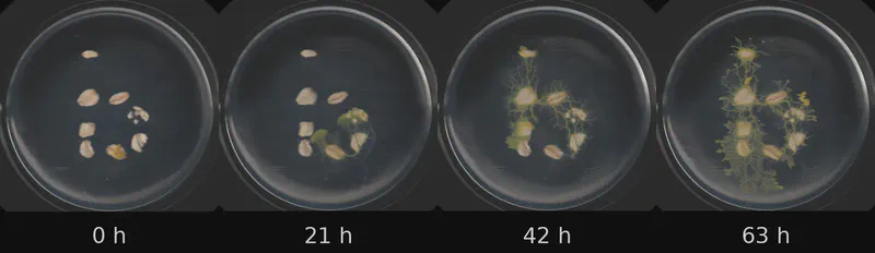 Dish 2 (r1c0) · 1,891 frames, four evenly spaced frames from first to last