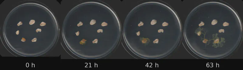 Dish 3 (r1c1) · 1,891 frames, four evenly spaced frames from first to last