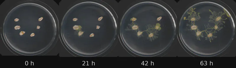 Dish 4 (r2c0) · 1,891 frames, four evenly spaced frames from first to last