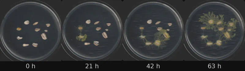 Dish 5 (r2c1) · 1,891 frames, four evenly spaced frames from first to last