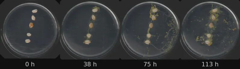 Dish 4 (r2c0) · 3,392 frames, four evenly spaced frames from first to last