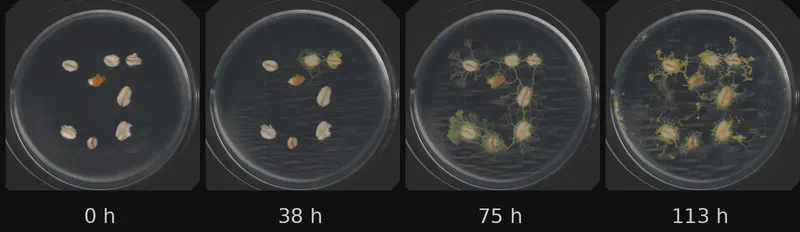 Dish 5 (r2c1) · 3,392 frames, four evenly spaced frames from first to last