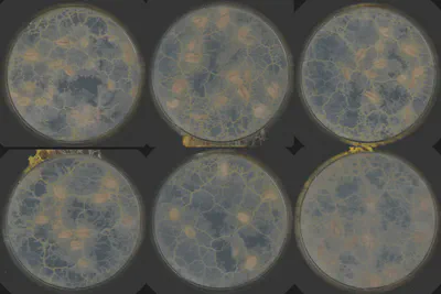 Experiment 001, final frame of all six dishes