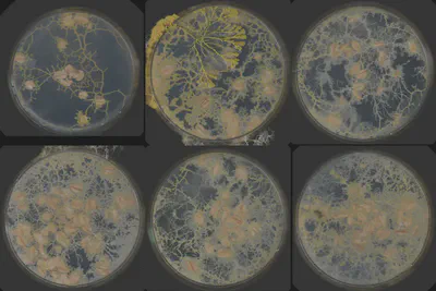 Experiment 002, final frame of all six dishes