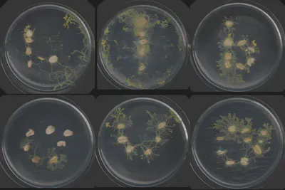 Experiment 008, final frame of all six dishes