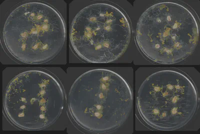Experiment 009, final public frame of all six dishes