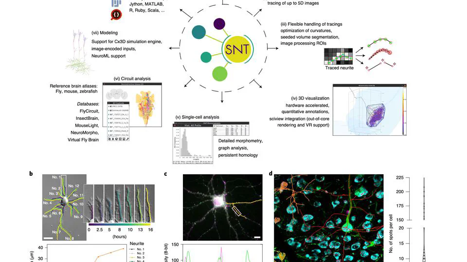 SNT: a unifying toolbox for quantification of neuronal anatomy