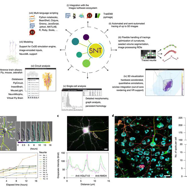 SNT: a unifying toolbox for quantification of neuronal anatomy