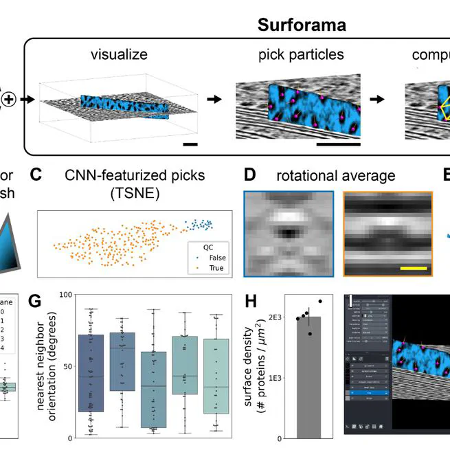 Surforama: interactive exploration of volumetric data by leveraging 3D surfaces