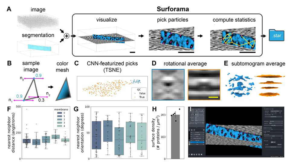 Surforama: interactive exploration of volumetric data by leveraging 3D surfaces